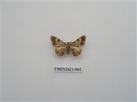 藏品(尺蛾141)的圖片